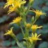 Fotografia 1 da espécie Inula viscosa do Jardim Botânico UTAD