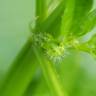 Fotografia 5 da espécie Mercurialis annua do Jardim Botânico UTAD