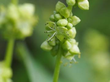 Fotografia da espécie Mercurialis annua