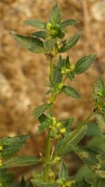 Fotografia da espécie Mercurialis annua