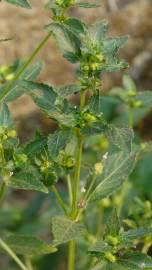 Fotografia da espécie Mercurialis annua