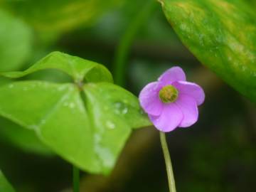 Fotografia da espécie Oxalis latifolia