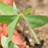 Fotografia 3 da espécie Oxalis latifolia do Jardim Botânico UTAD