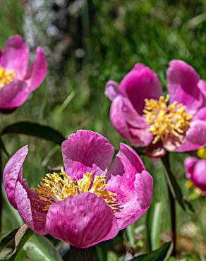 Fotografia 5 da espécie Paeonia broteri no Jardim Botânico UTAD