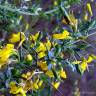 Fotografia 4 da espécie Genista anglica do Jardim Botânico UTAD