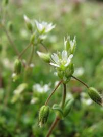 Fotografia da espécie Cerastium semidecandrum