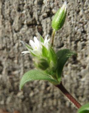 Fotografia 5 da espécie Cerastium semidecandrum no Jardim Botânico UTAD