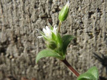 Fotografia da espécie Cerastium semidecandrum