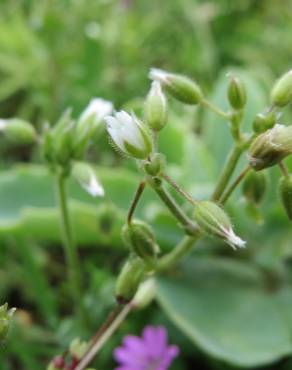 Fotografia 6 da espécie Cerastium semidecandrum no Jardim Botânico UTAD