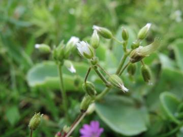 Fotografia da espécie Cerastium semidecandrum