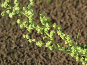 Fotografia da espécie Chenopodium album var. album