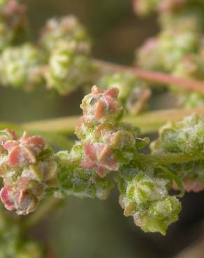 Fotografia 5 da espécie Chenopodium album var. album no Jardim Botânico UTAD