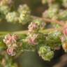 Fotografia 5 da espécie Chenopodium album var. album do Jardim Botânico UTAD