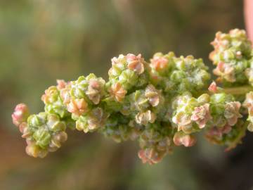 Fotografia da espécie Chenopodium album var. album