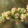 Fotografia 6 da espécie Chenopodium album var. album do Jardim Botânico UTAD