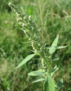 Fotografia 7 da espécie Chenopodium album var. album no Jardim Botânico UTAD