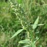 Fotografia 7 da espécie Chenopodium album var. album do Jardim Botânico UTAD