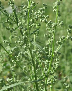 Fotografia 8 da espécie Chenopodium album var. album no Jardim Botânico UTAD