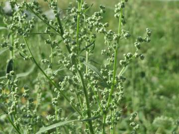 Fotografia da espécie Chenopodium album var. album