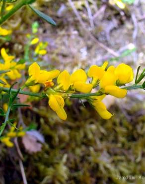 Fotografia 4 da espécie Genista falcata no Jardim Botânico UTAD