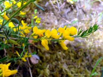 Fotografia da espécie Genista falcata