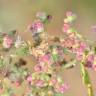 Fotografia 1 da espécie Dysphania botrys do Jardim Botânico UTAD