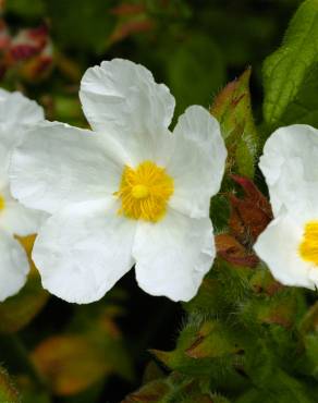 Fotografia 3 da espécie Cistus inflatus no Jardim Botânico UTAD