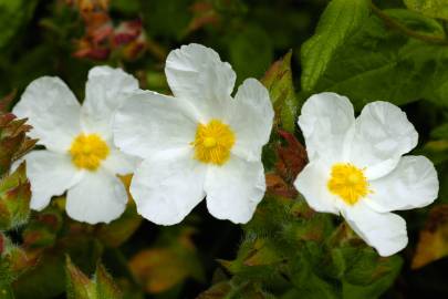 Fotografia da espécie Cistus inflatus