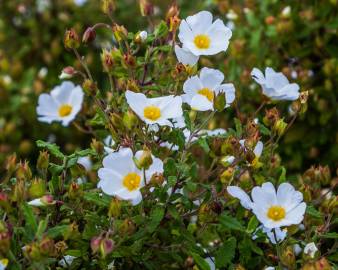 Fotografia da espécie Cistus inflatus