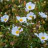 Fotografia 4 da espécie Cistus inflatus do Jardim Botânico UTAD