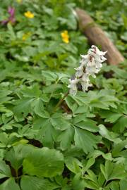 Fotografia da espécie Corydalis cava subesp. cava