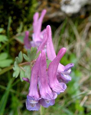 Fotografia 4 da espécie Corydalis cava subesp. cava no Jardim Botânico UTAD