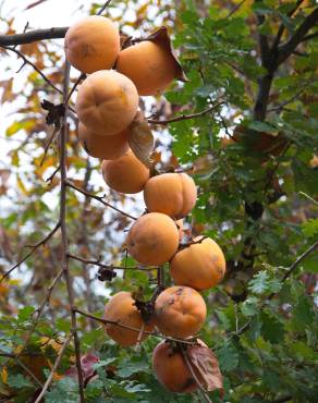 Fotografia 4 da espécie Diospyros kaki no Jardim Botânico UTAD