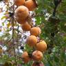 Fotografia 4 da espécie Diospyros kaki do Jardim Botânico UTAD