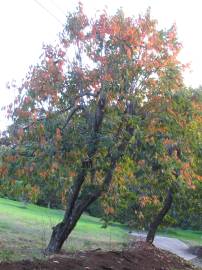 Fotografia da espécie Diospyros kaki