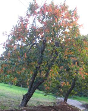 Fotografia 6 da espécie Diospyros kaki no Jardim Botânico UTAD