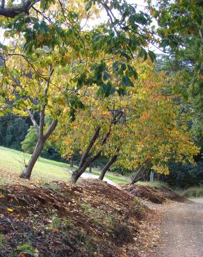 Fotografia 7 da espécie Diospyros kaki no Jardim Botânico UTAD