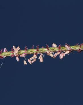 Fotografia 5 da espécie Cynodon dactylon no Jardim Botânico UTAD