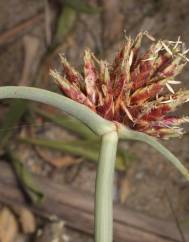 Cyperus capitatus