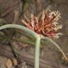 Fotografia 1 da espécie Cyperus capitatus do Jardim Botânico UTAD