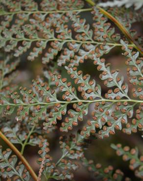 Fotografia 1 da espécie Culcita macrocarpa no Jardim Botânico UTAD