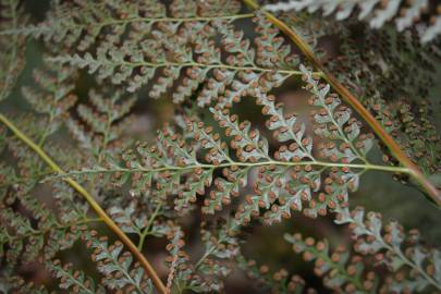 Fotografia da espécie Culcita macrocarpa