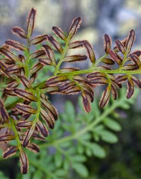 Fotografia 3 da espécie Cryptogramma crispa no Jardim Botânico UTAD