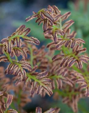 Fotografia 4 da espécie Cryptogramma crispa no Jardim Botânico UTAD