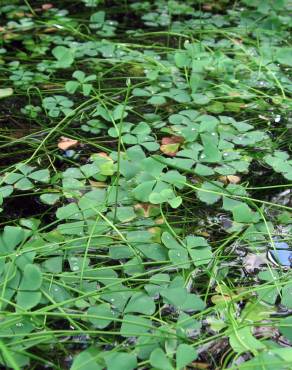 Fotografia 5 da espécie Marsilea quadrifolia no Jardim Botânico UTAD