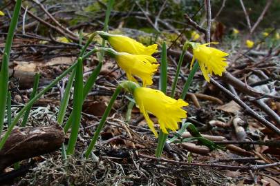 Fotografia da espécie Narcissus asturiensis