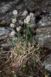 Fotografia da espécie Allium ericetorum