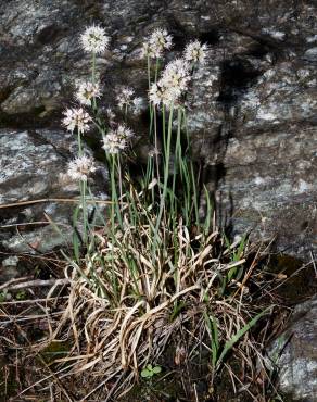 Fotografia 8 da espécie Allium ericetorum no Jardim Botânico UTAD