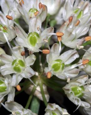 Fotografia 9 da espécie Allium ericetorum no Jardim Botânico UTAD