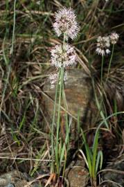 Fotografia da espécie Allium ericetorum